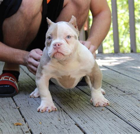Meridian, ID. . Bully pitbull puppies for sale houston